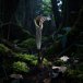 Striped cobra lily hood rising from shadowy woodland floor