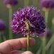Bee feeding on a purple drumstick allium head