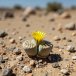 Lithops living stone with a yellow flower emerging from its centre