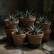Group of weathered terracotta pots with spiky plants in low light